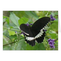 Black and White Butterfly Greeting Card