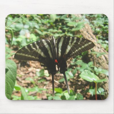 black and white butterfly  IMG_1400 Mousepads by NaturesBeauty