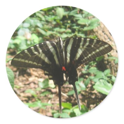 black and white butterfly  IMG_1400 Round Stickers by NaturesBeauty