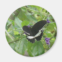 Black and White Butterfly Magnet