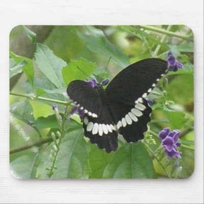 Black and White Butterfly Mouse Pad by ButterflyGardens