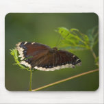 Black and White Butterfly mousepads