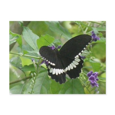Black and White Butterfly Postcard by ButterflyGardens
