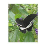 Black and White Butterfly Postcard