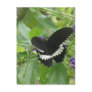 Black and White Butterfly Postcard