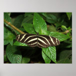 Black and White Butterfly posters