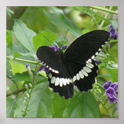 Black and White Butterfly Print by ButterflyGardens