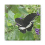 Black and White Butterfly Square Magnet
