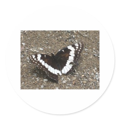 black and white butterfly sticker by pinkypetals
