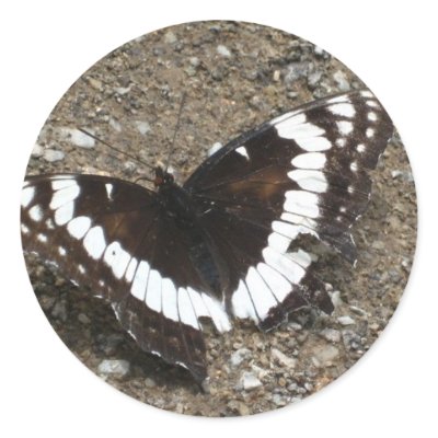 black and white butterfly round sticker by pinkypetals