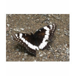 black and white butterfly t-shirts