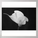 Black and White Calla Lilly posters