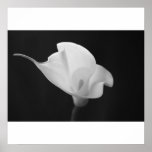 Black and White Calla Lilly posters