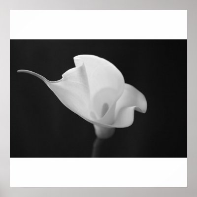 Black and White Calla Lilly Poster by TBeals