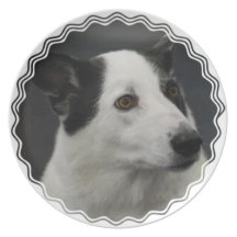 Black and White Canaan Dog Plate
