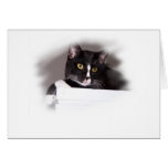 Black and white cat big yellow eyes looking right