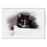 Black and white cat big yellow eyes looking right
