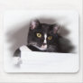 Black and white cat big yellow eyes looking right