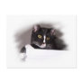 Black and white cat big yellow eyes looking right