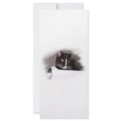 Black and white cat big yellow eyes looking right by SusansZooCrew