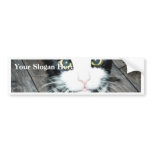 Black And White Cat Bumper Stickers
