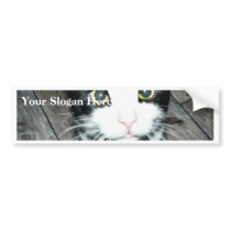 Black And White Cat Bumper Stickers