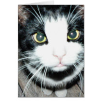 Black And White Cat Greeting Card