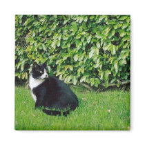 Black and White Cat Fridge Magnets