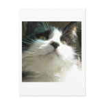 Black and White Cat Post Card