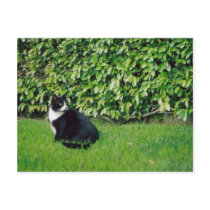 Black and White Cat Post Cards