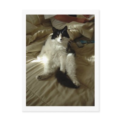 Black and White Cat by Incatneato