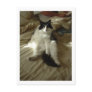 Black and White Cat