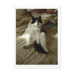 Black and White Cat postcards