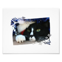 Black and white cat , santa hat, tinsel and a paw art photo