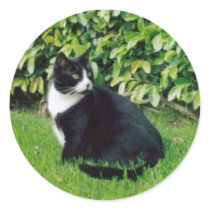 Black and White Cat Sticker