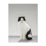 Black and white cat with glowing green eyes post cards
