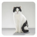 Black and white cat with glowing green eyes square stickers