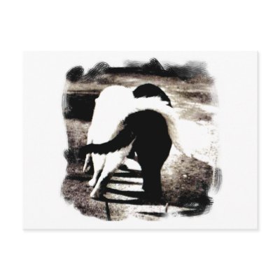 Black and White Cats Post Cards by kahmier