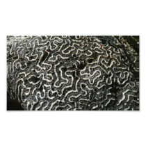 Black and White Coral Photo Print