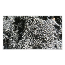 Black and White Coral Photo Print