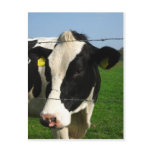 black and white cow close up postcards