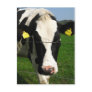 black and white cow post card
