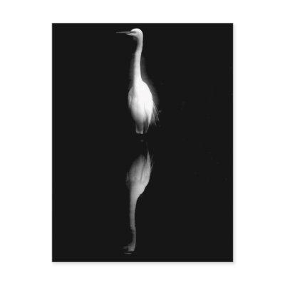 Black and White Crane Photo by greetingcardsgalore
