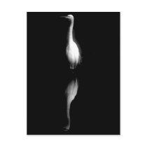 Black and White Crane Photo