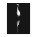 Black and White Crane Photo postcards