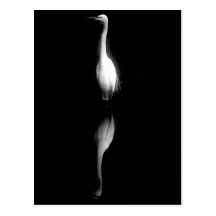 Black and White Crane Photo Postcards
