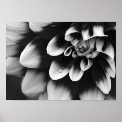 Black and White Dahlia Blossom Poster by loraseverson