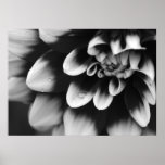 Black and White Dahlia Blossom posters