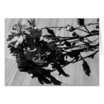 Black and White Daisies Greeting Cards