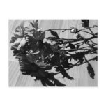 Black and White Daisies Post Cards